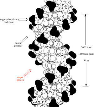 D N A Double Helix Structure PNG