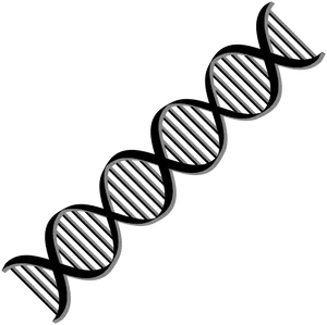 D N A Double Helix Structure PNG Image