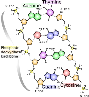 D N A_ Structure_and_ Base_ Pairing PNG Image