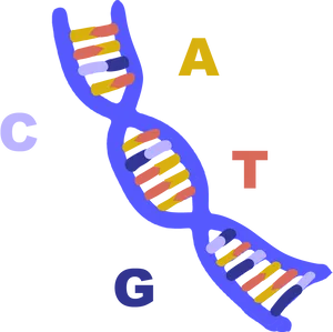 D N A_ Structure_with_ Nucleotide_ Labels PNG Image