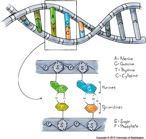 D N A Structureand Bases Illustration PNG Image