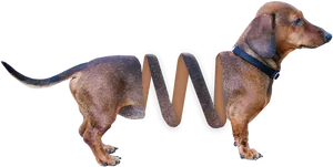 Dachshund Stretched Body Artwork PNG Image