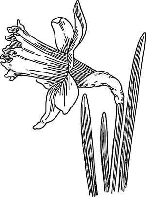 Daffodil_ Line_ Drawing PNG Image