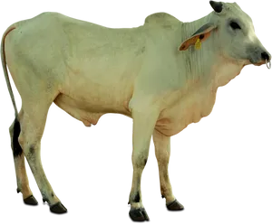 Dairy Cow Standing Profile PNG Image