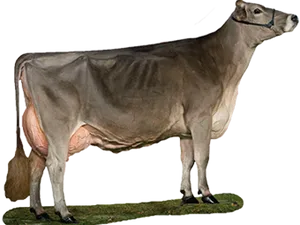 Dairy Cow Standing Profile PNG Image