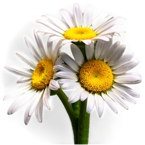 Daisies Bouquet Png 06122024 PNG Image