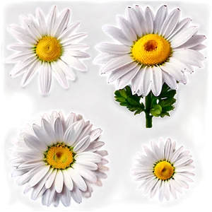 Daisies Bouquet Png 40 PNG Image