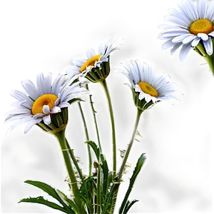 Daisies Bouquet Png Laq PNG Image