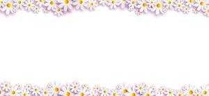 Daisy Flower Border Design PNG
