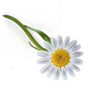 Daisy Flower Transparent Png 05252024 PNG Image