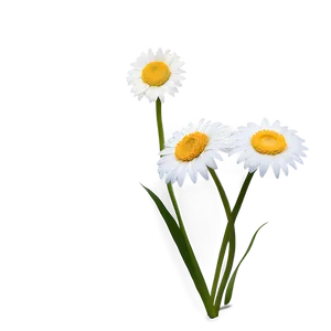 Daisy Flower Transparent Png 48 PNG Image