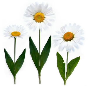 Daisy Flower Transparent Png Alb96 PNG Image