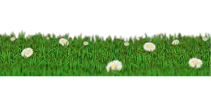 Daisy Meadow Panorama PNG Image