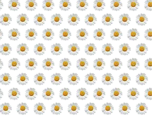 Daisy Pattern Black Background PNG Image