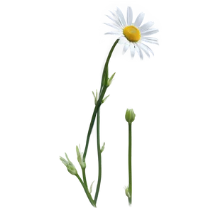 Daisy Stem Png 44 PNG Image