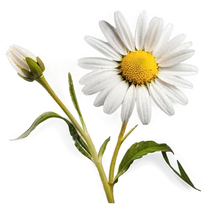 Daisy Stem Png 51 PNG Image