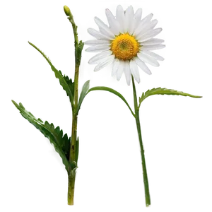 Daisy Stem Png Grw PNG Image