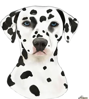 Dalmatian Dog Portrait PNG Image