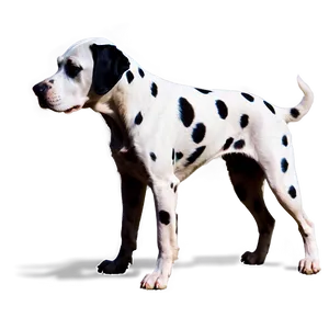 Dalmatian Spots Silhouette Png 9 PNG Image