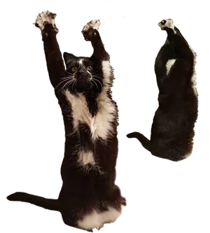 Dancing Catand Honey Badger Meme PNG Image