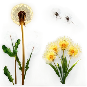 Dandelion Bouquet Png 14 PNG Image