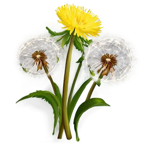 Dandelion Bouquet Png Nhq PNG Image