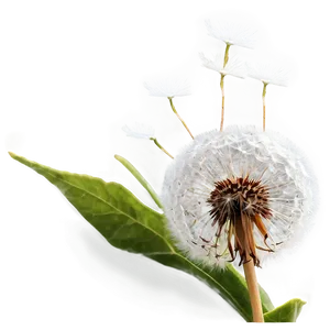 Dandelion Close-up Png Nat71 PNG Image