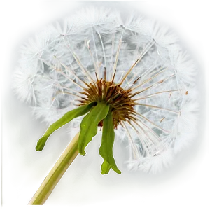 Dandelion Detail Png Ihv93 PNG Image