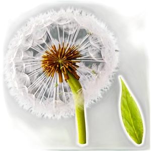 Dandelion Detail Png Txi PNG Image