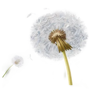 Dandelion Flight Png 06292024 PNG Image