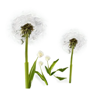 Dandelion Illustration Png Uxn19 PNG Image