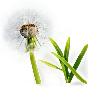 Dandelion In Grass Png 10 PNG Image