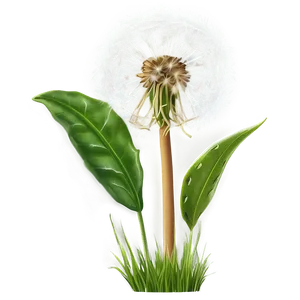 Dandelion In Grass Png Mcp20 PNG Image