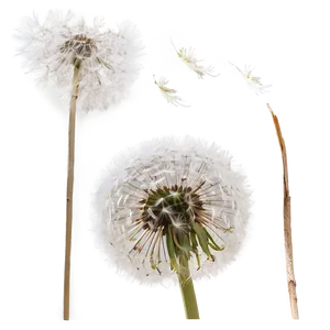 Dandelion In Wind Png 06292024 PNG Image