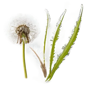 Dandelion In Wind Png 62 PNG Image