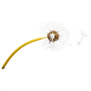 Dandelion Seed Blowing Png 06292024 PNG Image