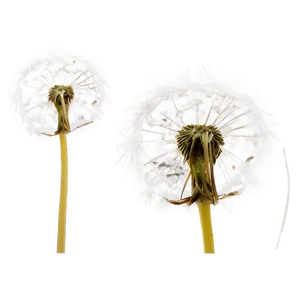 Dandelion Seed Blowing Png Hlh67 PNG Image