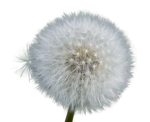 Dandelion Seed Head PNG Image