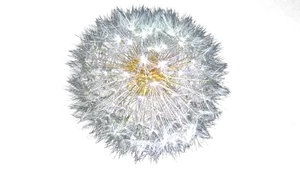 Dandelion Seed Head Against Black Background.jpg PNG Image