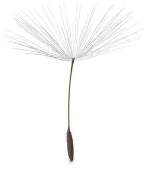 Dandelion_ Seed_ Head_ Artistic_ Rendering.png PNG Image