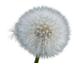 Dandelion Seed Head Black Background.jpg PNG Image