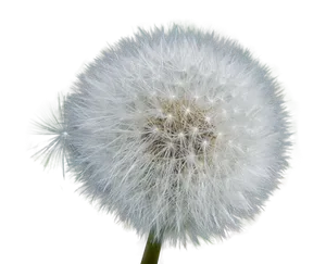 Dandelion_ Seed_ Head_ Black_ Background.jpg PNG Image