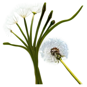 Dandelion Seed Head Png Ubv32 PNG Image