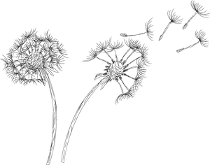 Dandelion Seeds Blowing In Wind PNG Image