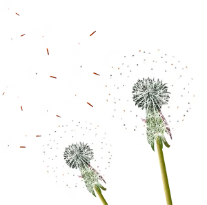 Dandelion Seeds Blowingin Wind PNG Image