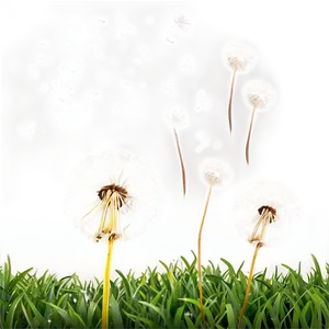 Dandelion Wishes Png 06292024 PNG Image