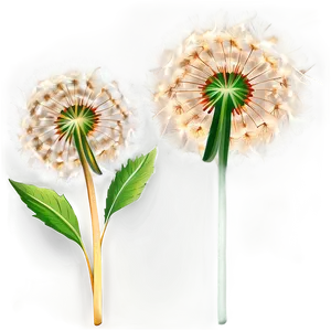 Dandelions A PNG Image