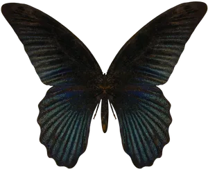 Dark Blue Morpho Butterfly PNG Image