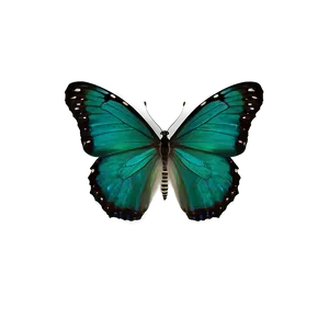 Dark Green Butterfly Png Vix58 PNG Image