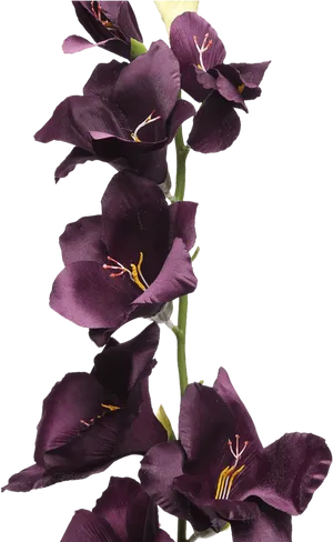 Dark Purple Gladiolus Stem PNG Image